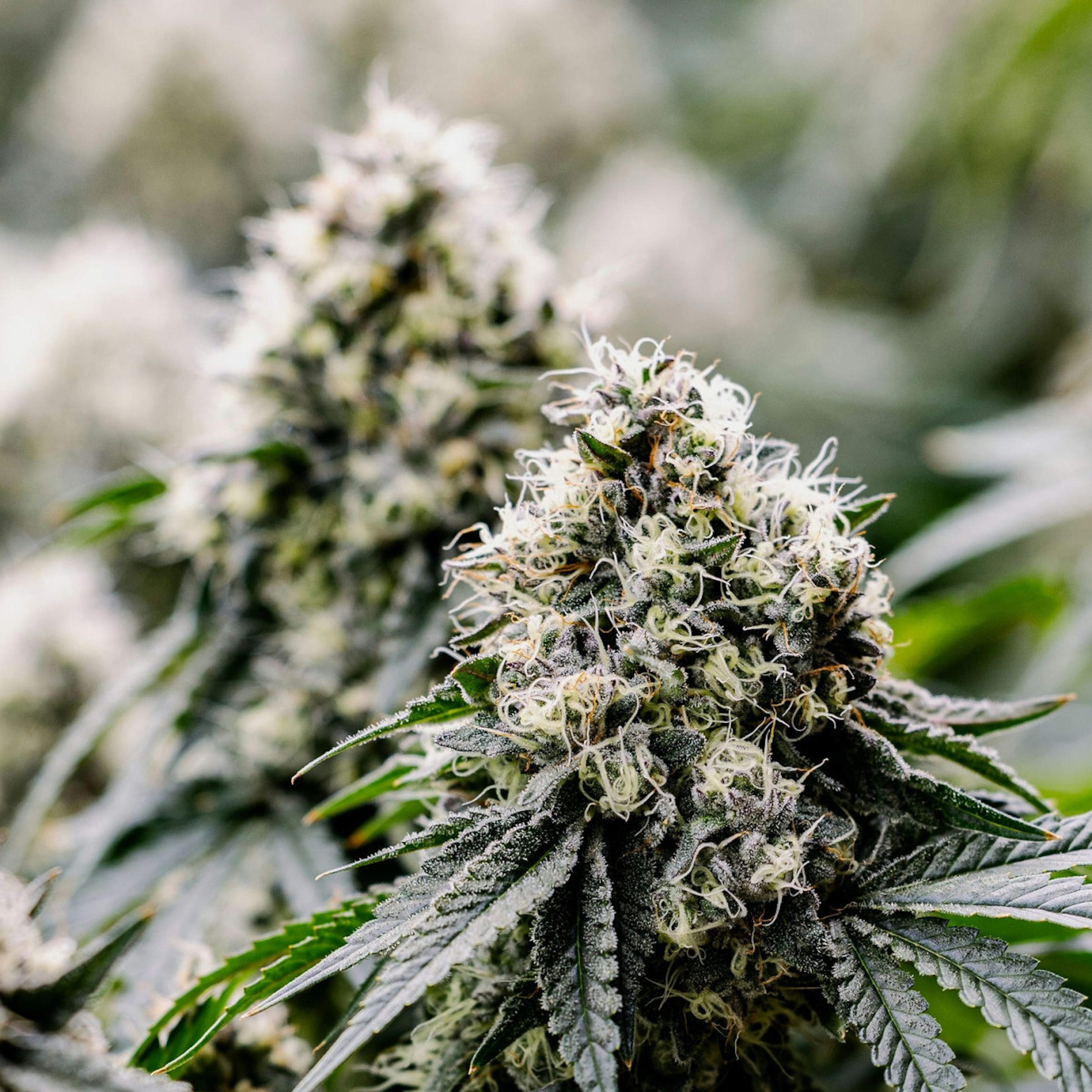 The Soap (S) | Baked Beans | 3.5g Flower
