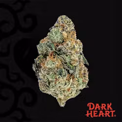Berry Blintz (H) | Dark Heart | 14g Flower