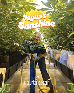 Jayna's Sunshine (H) | Find | 28g Flower image (2/2)