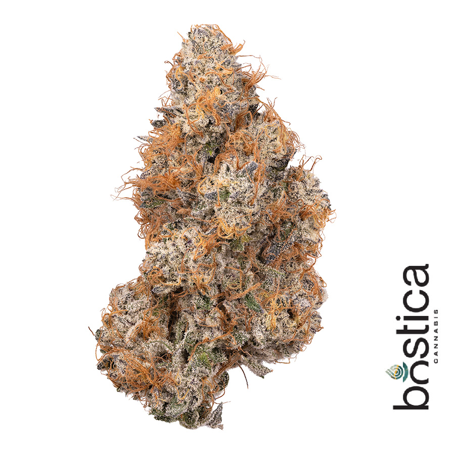 GMO x Rootbeer (H) | Bostica | 3.5g Flower