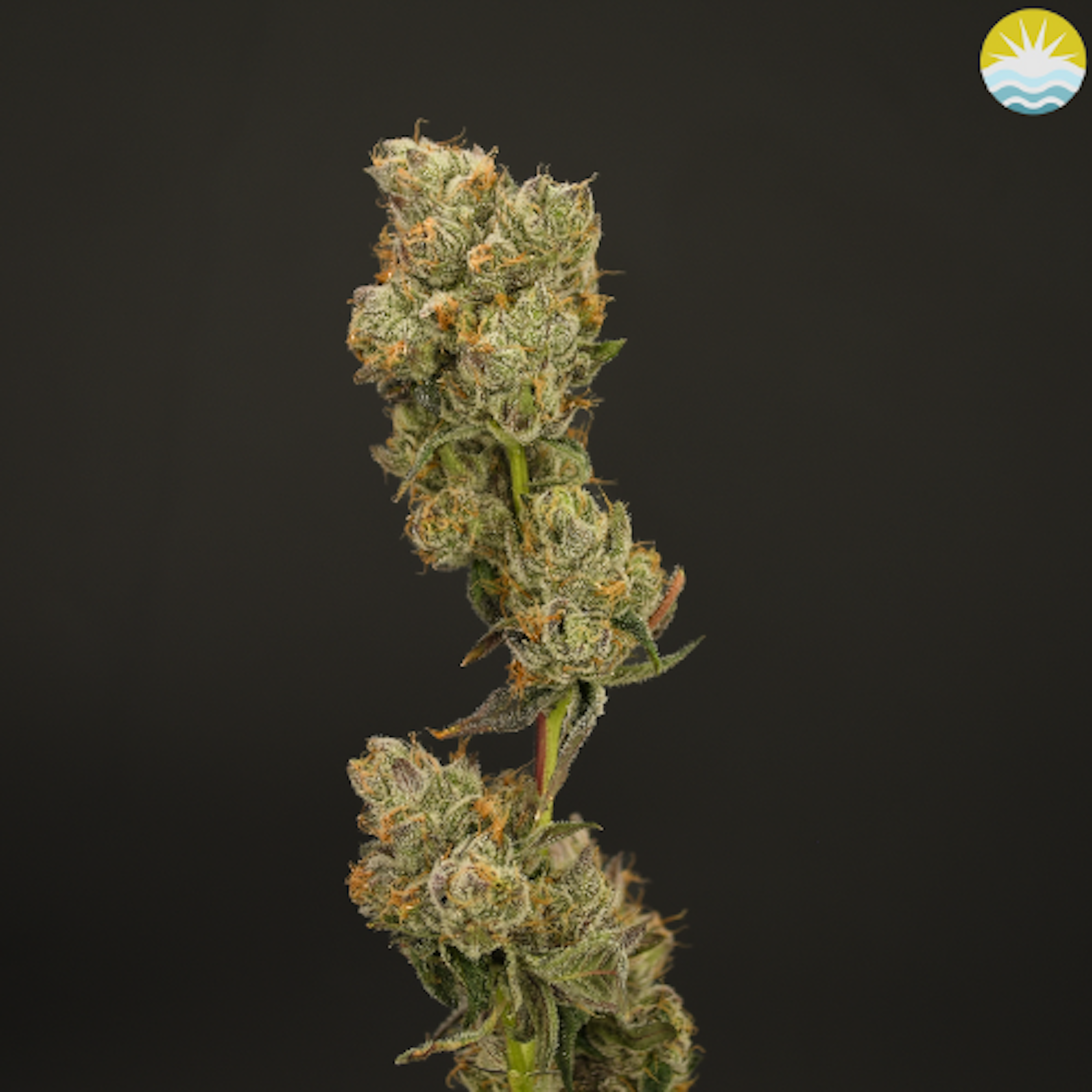 Lemon Cherry Gelato (H) | Renew | 3.5g Flower