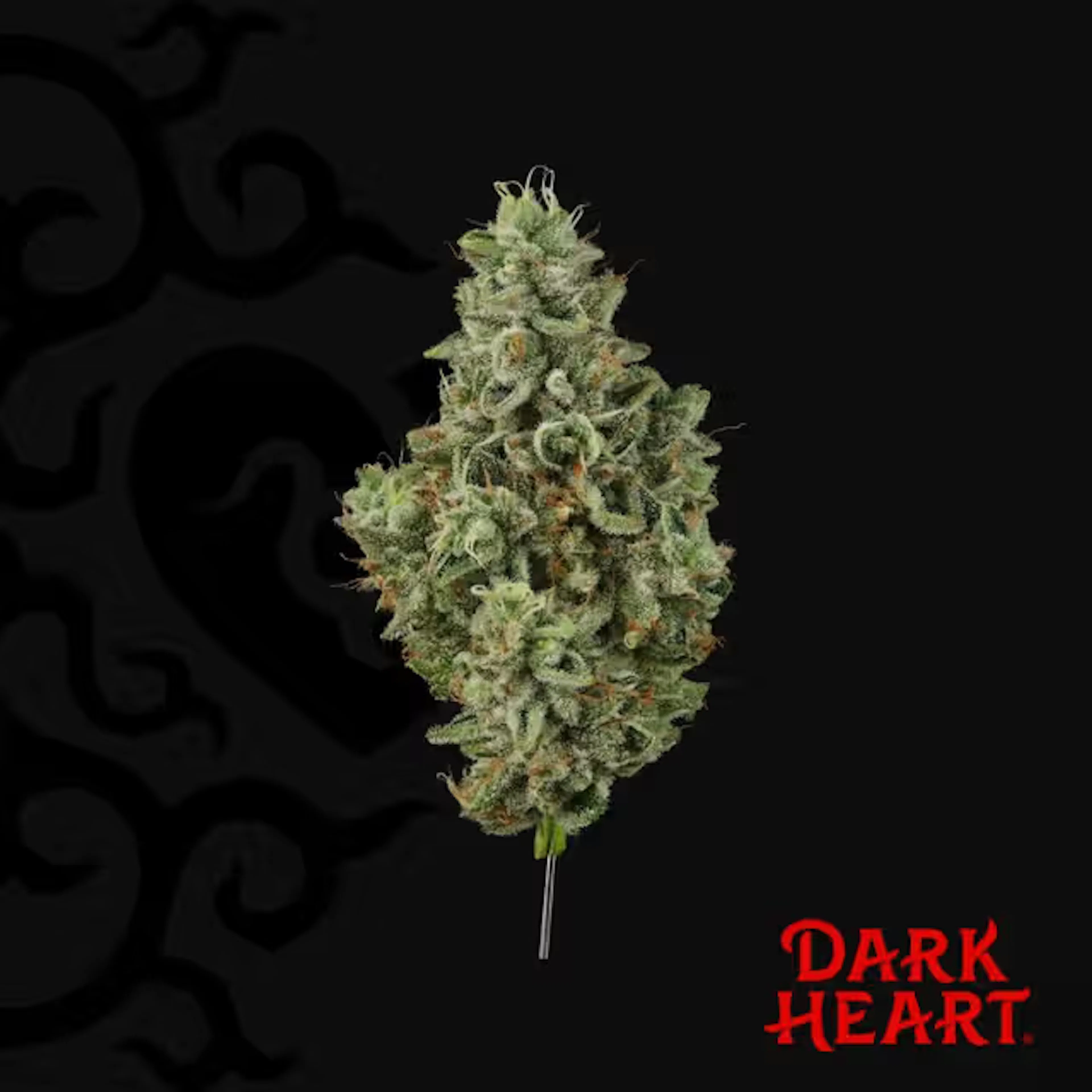 Grandma's House (H) | Dark Heart | 14g Flower