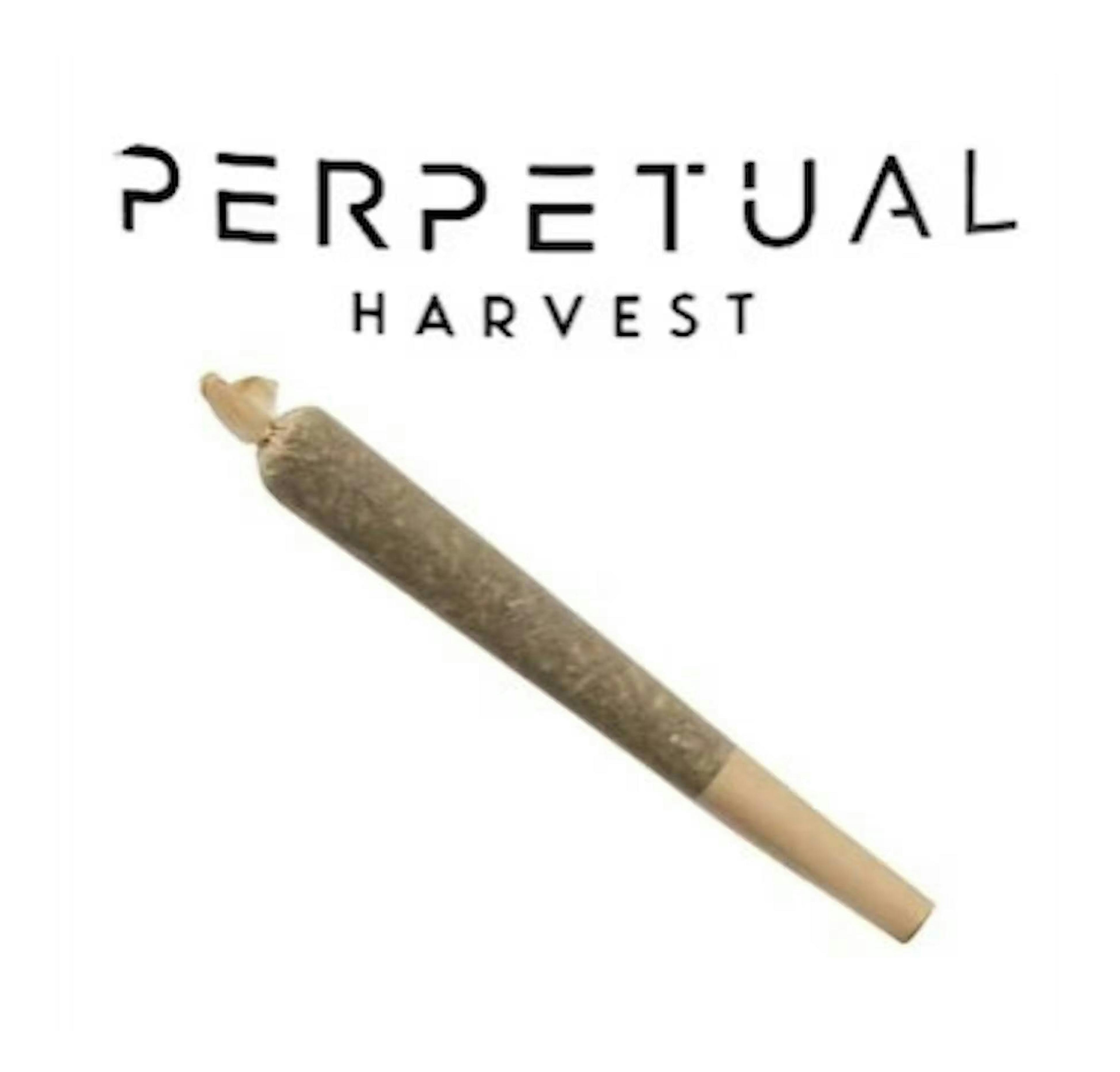 Rainbow Kush (H) | Perpetual | 1.0g Pre Roll