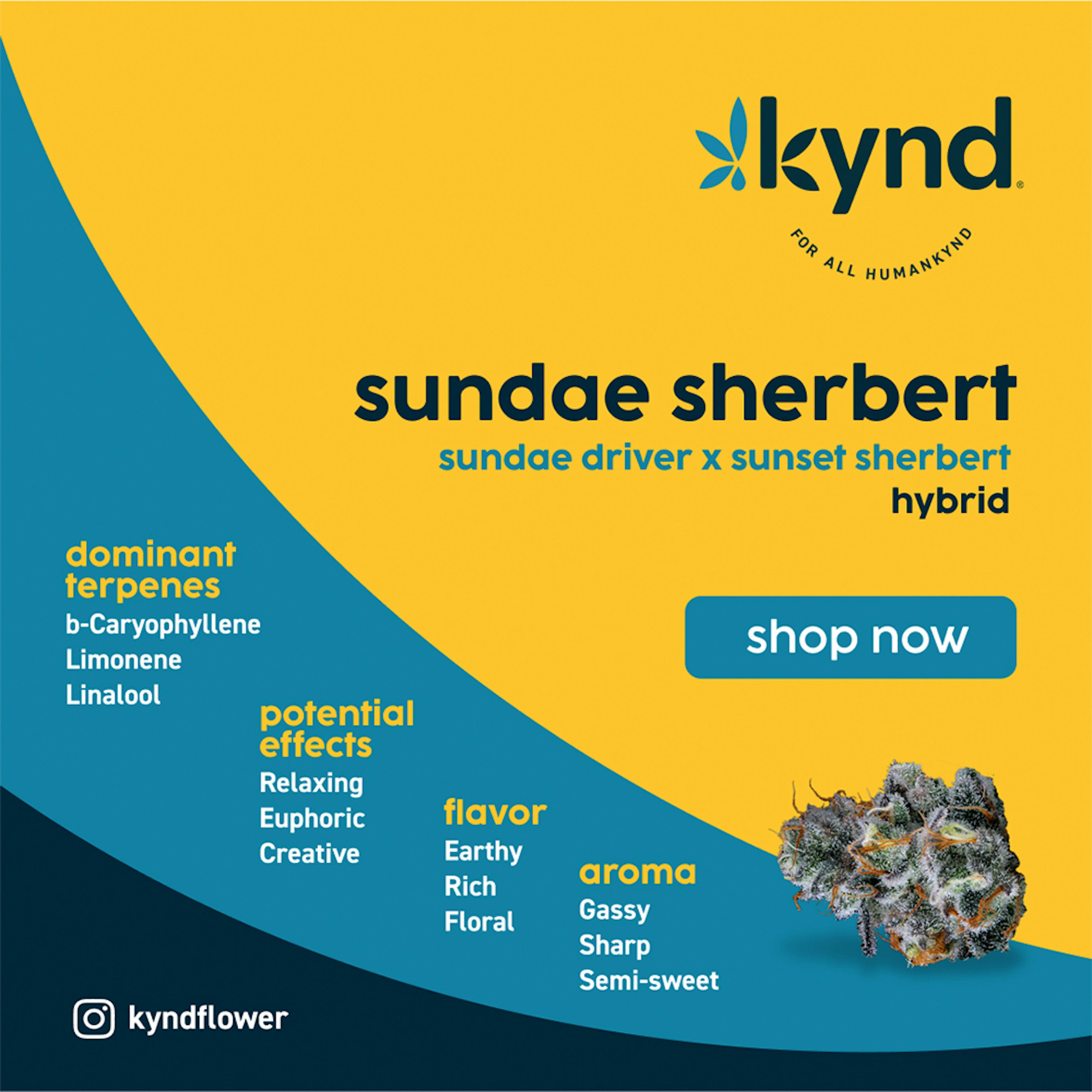 Sherbert Sundae (H) | Kynd | 28g Flower