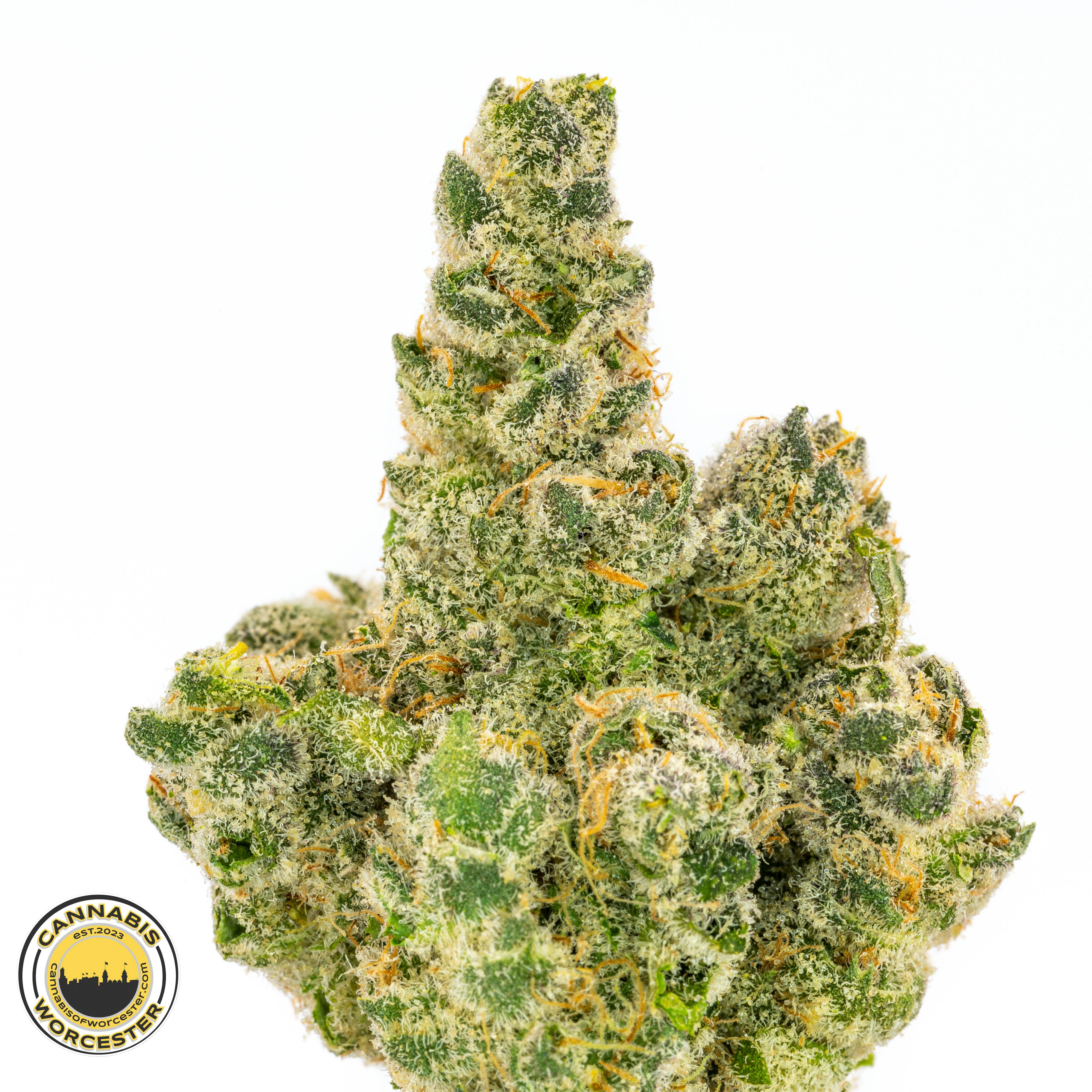 Dog 2.0 (H) | Impressed | 3.5g Flower - 3.5g