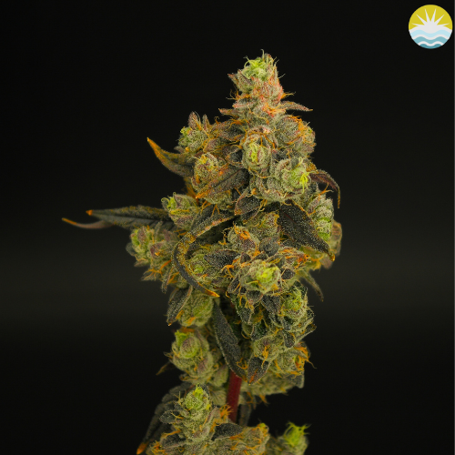 Sudz (H) | Baked Beans | 3.5g Flower