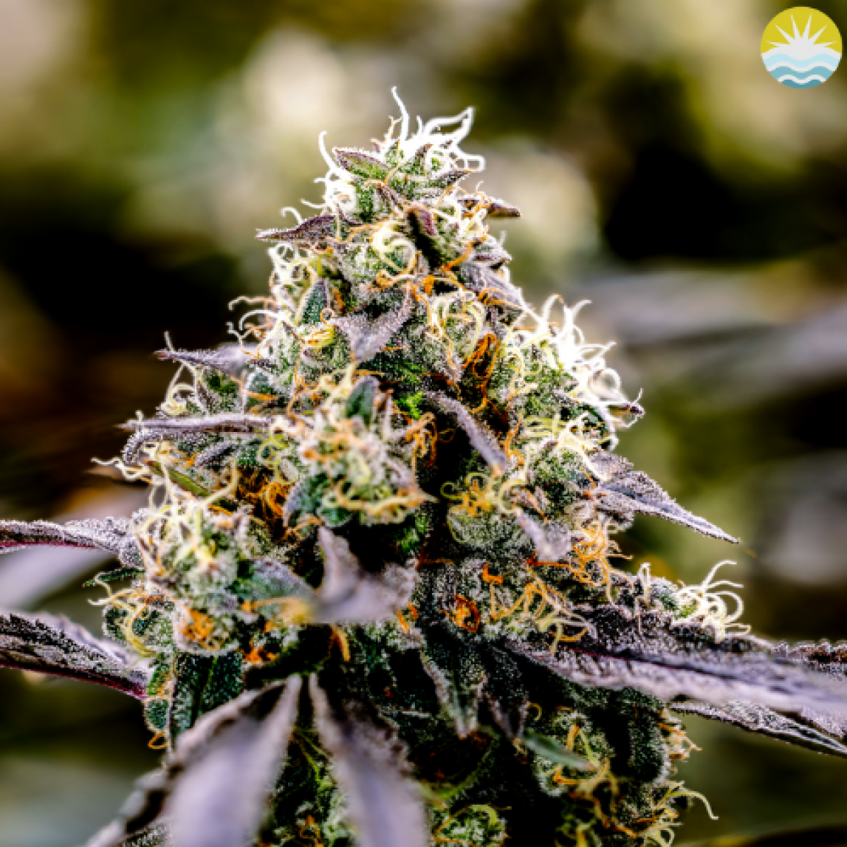 Moonbow #4 (H) | Renew | 3.5g Flower