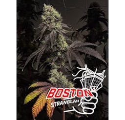 Boston Stranglah (H) | Nimbus | 3.5g Flower 