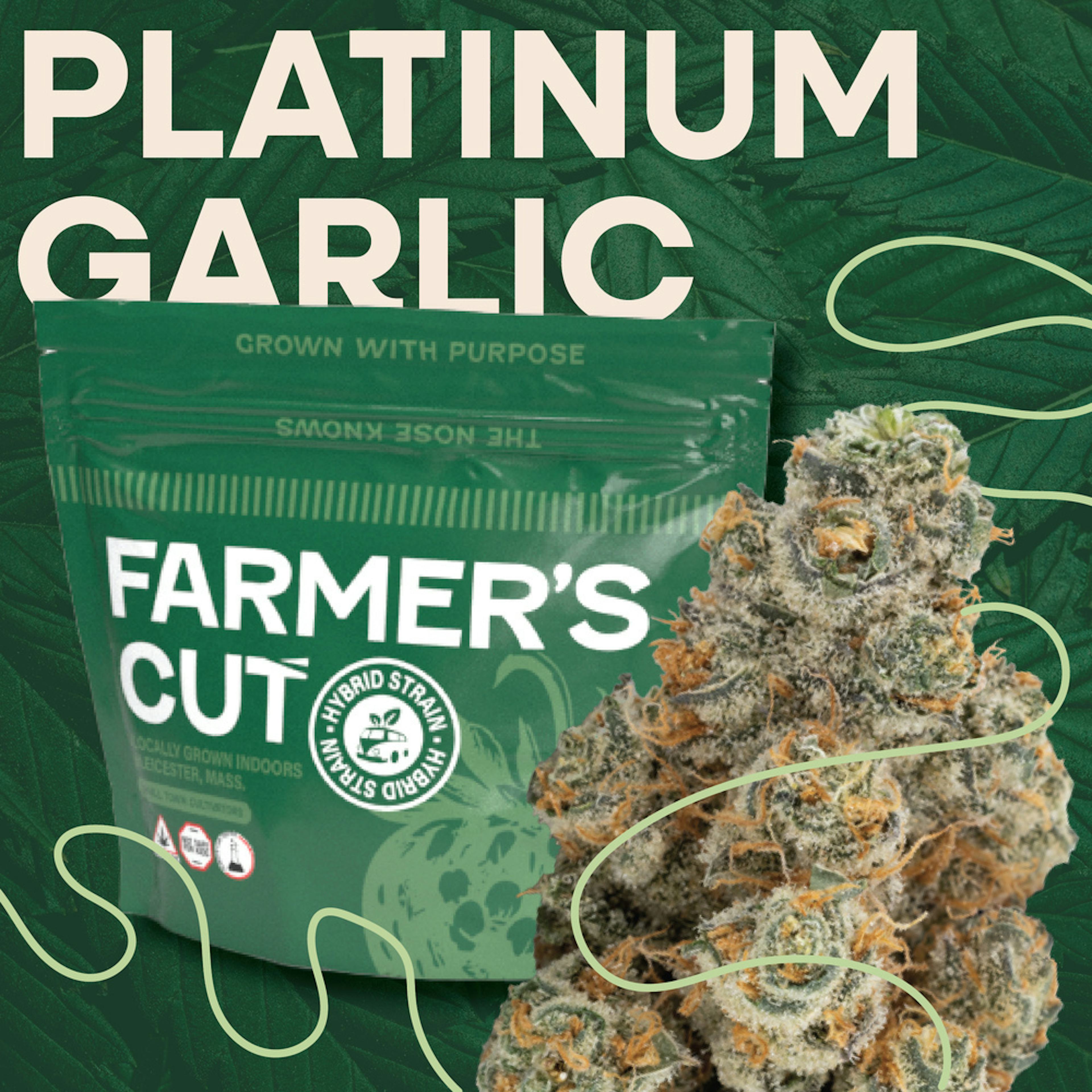 Platinum Garlic (I) | Farmer's Cut | 3.5g Flower