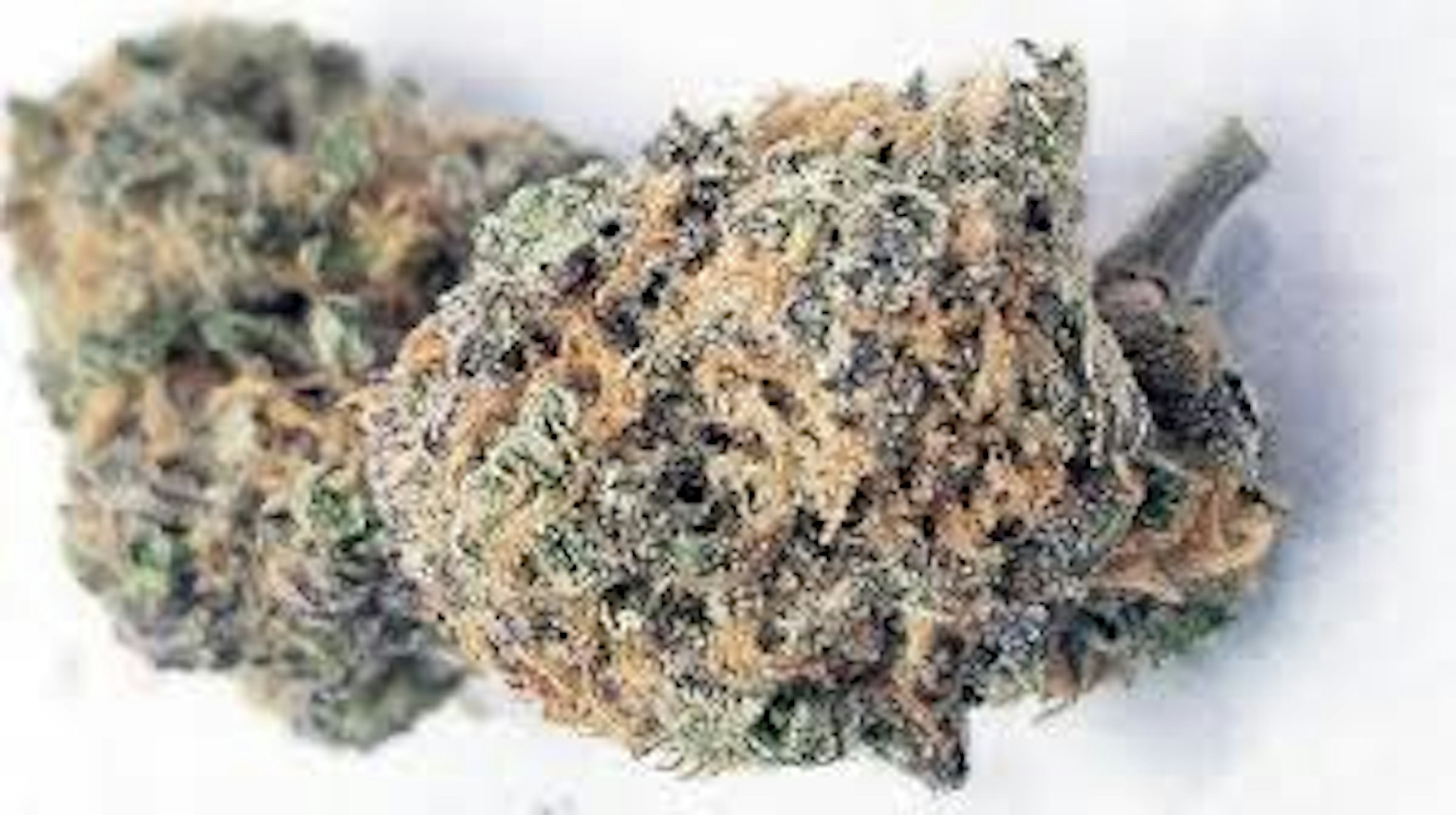 Black Maple (H) | Four20 | 3.5g Flower