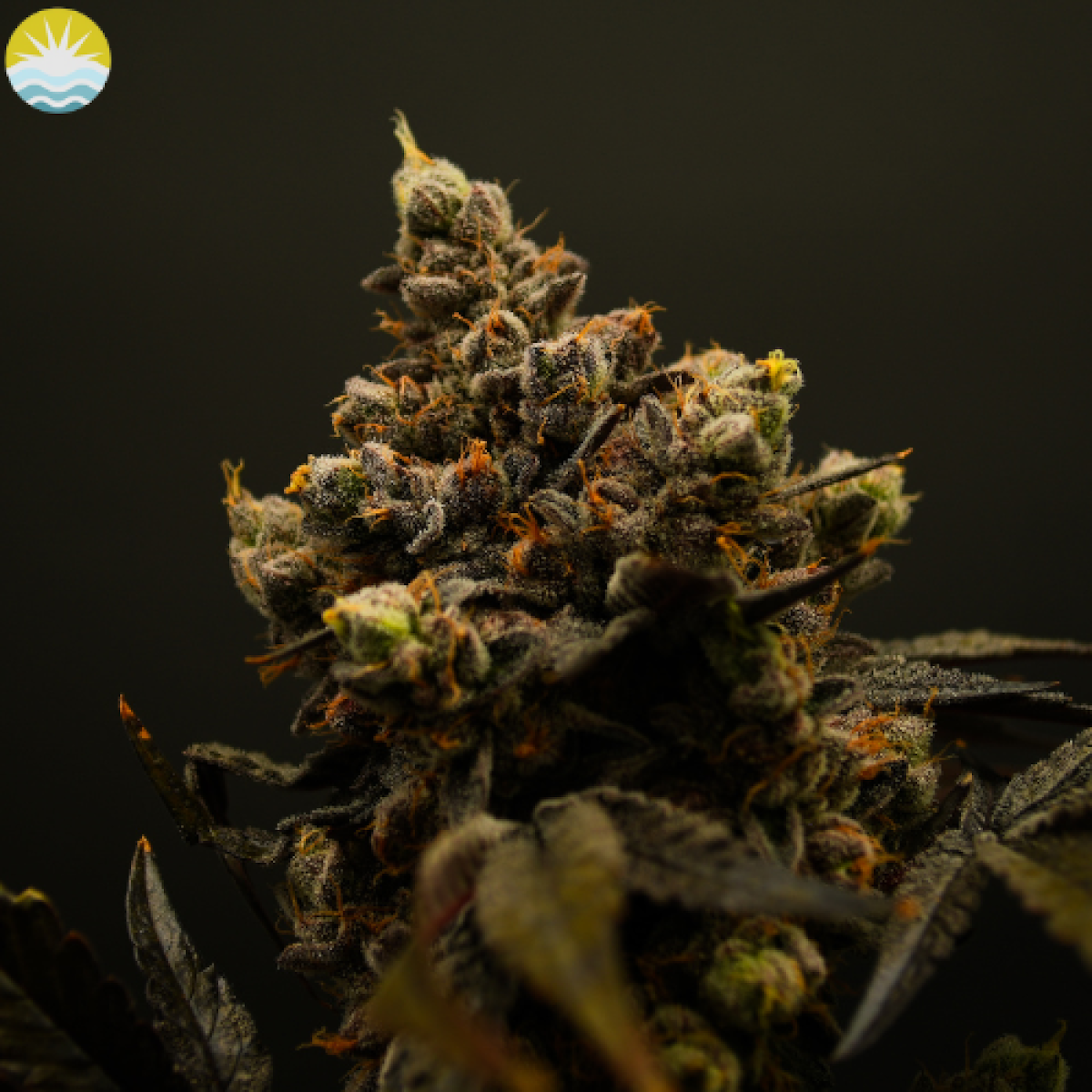 Lemon Cherry Oreoz (I) | Baked Beans | 3.5g Flower