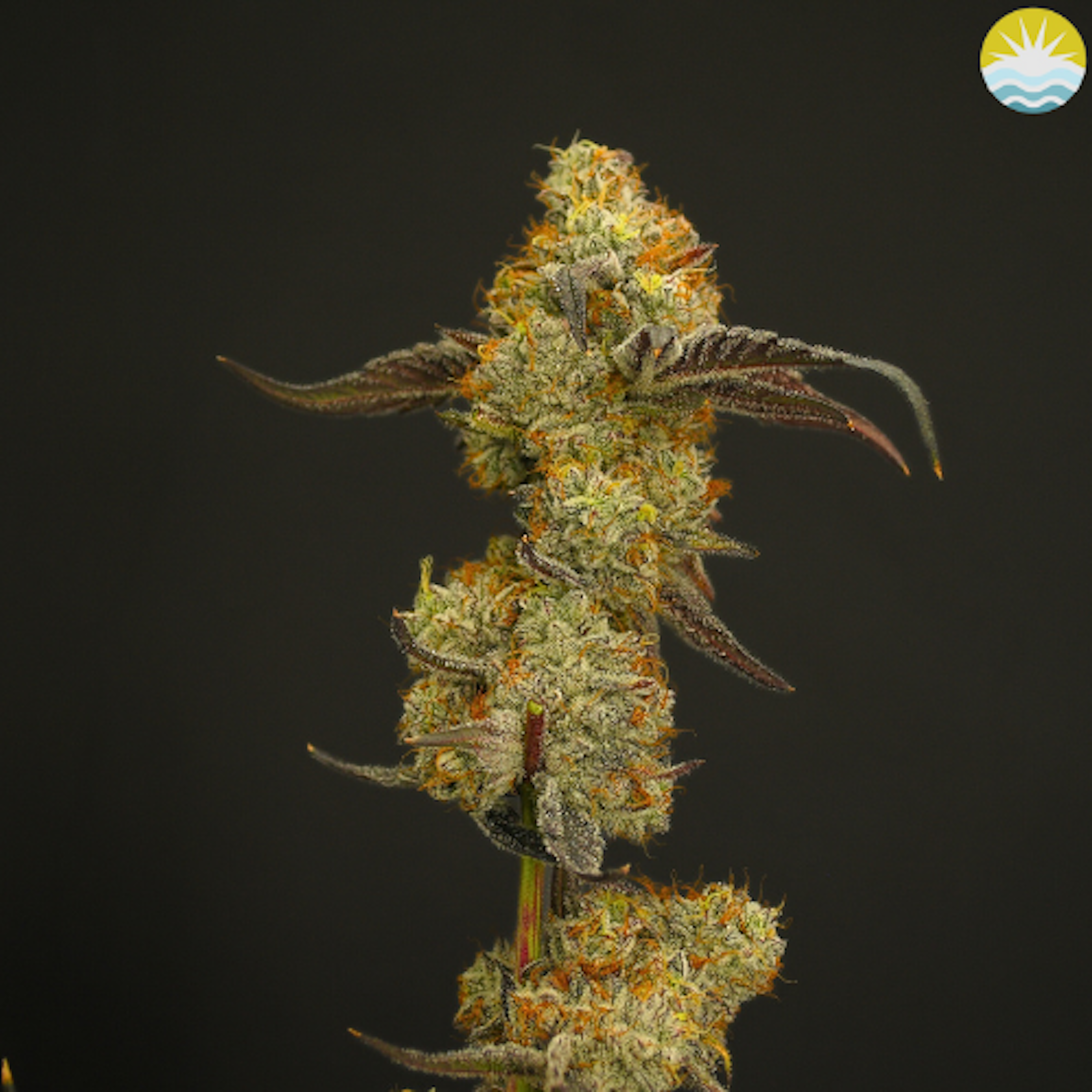 Wedding Belts (I) | Baked Beans | 3.5g Flower