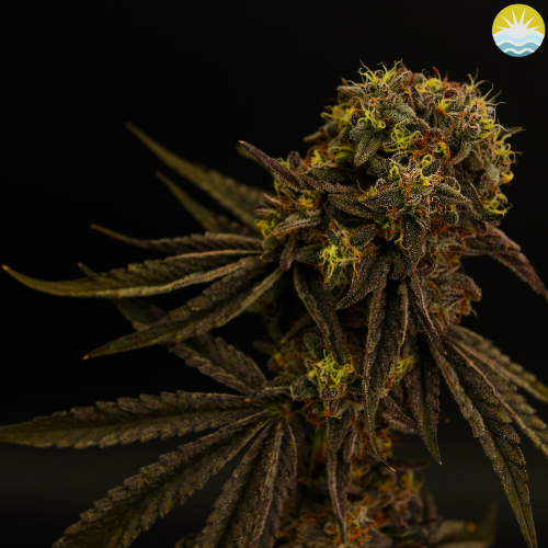 Sha-Boink (H) | Renew | 3.5g Flower