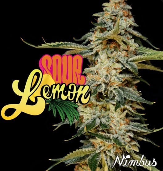 Sour Lemon (S) | Nimbus | 3.5g Flower