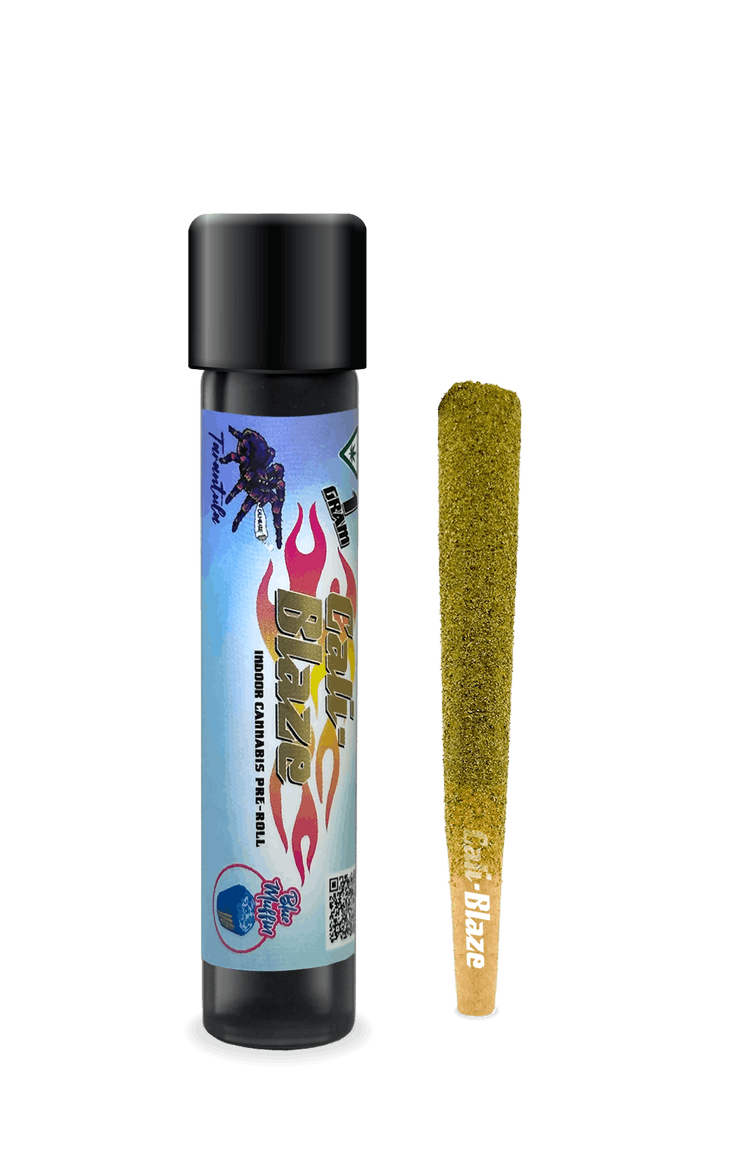 Blue Muffin (H) | Cali-Blaze Tarantula | 1g Infused Pre-Roll
