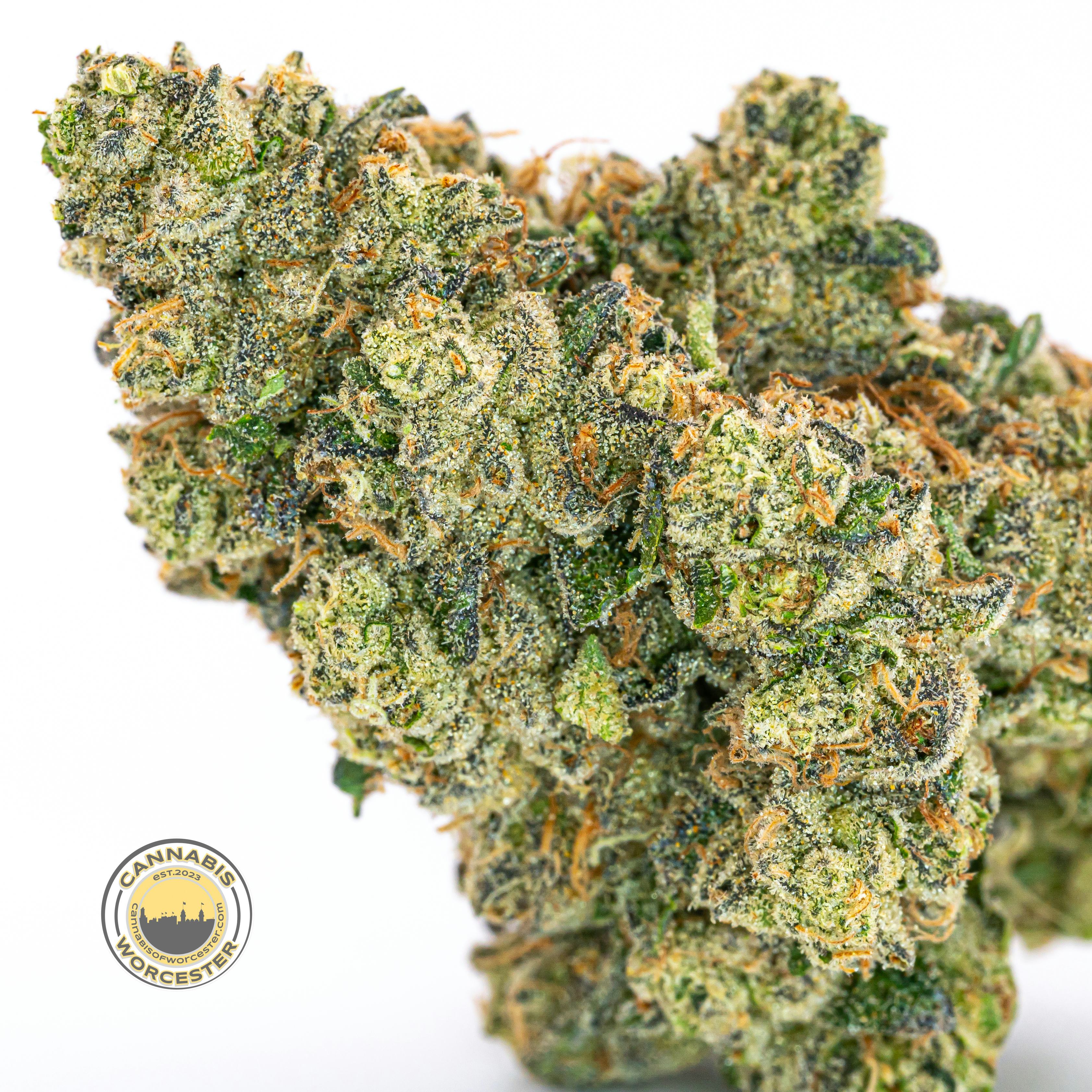 Cape Canaveral (H) | Mass Alternative Care | 3.5g Flower