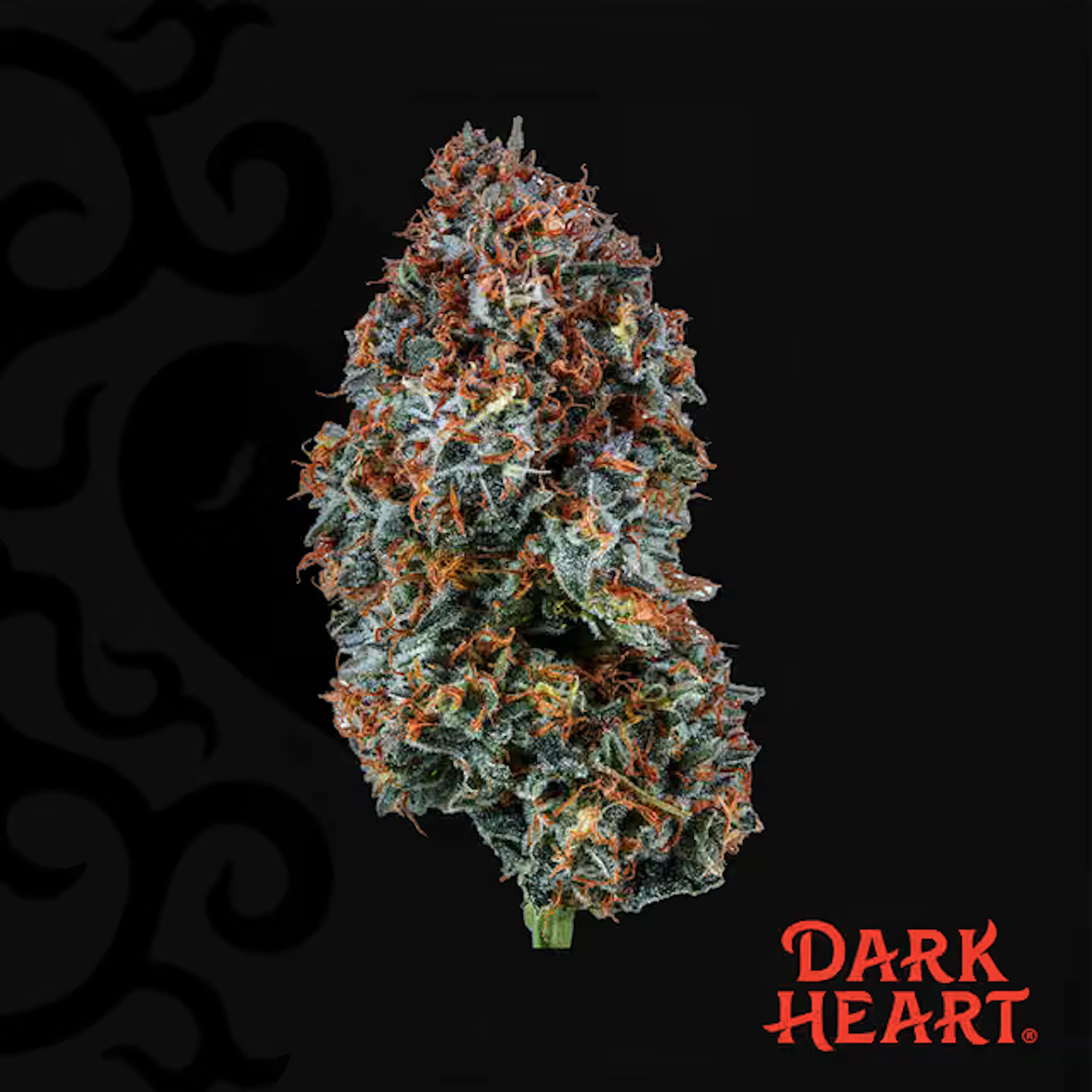 Razzle Dazzle (S) | Dark Heart | 14g Flower