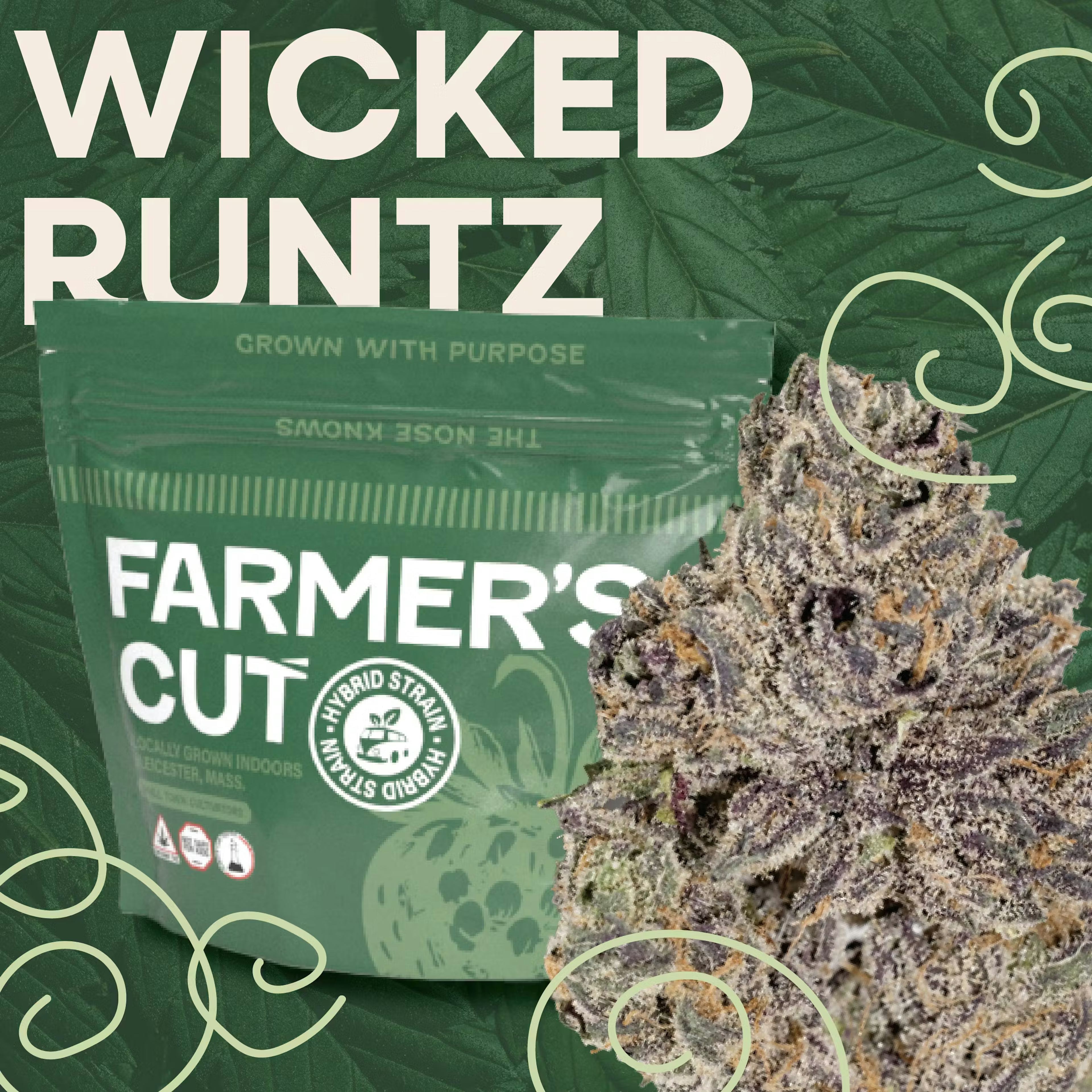 Wicked Runtz (H) | Altitude | 3.5g Flower