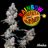 Rainbow Papaya Bomb (H) | Nimbus | 3.5g Flower