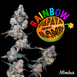 Rainbow Papaya Bomb (H) | Nimbus | 3.5g Flower