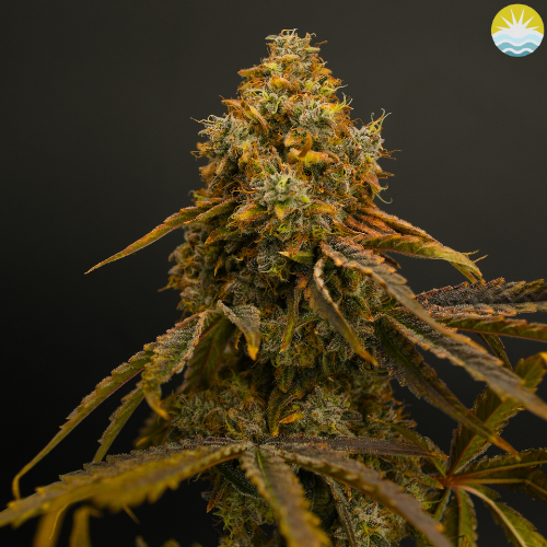 ZJ (H) | Baked Beans | 3.5g Flower