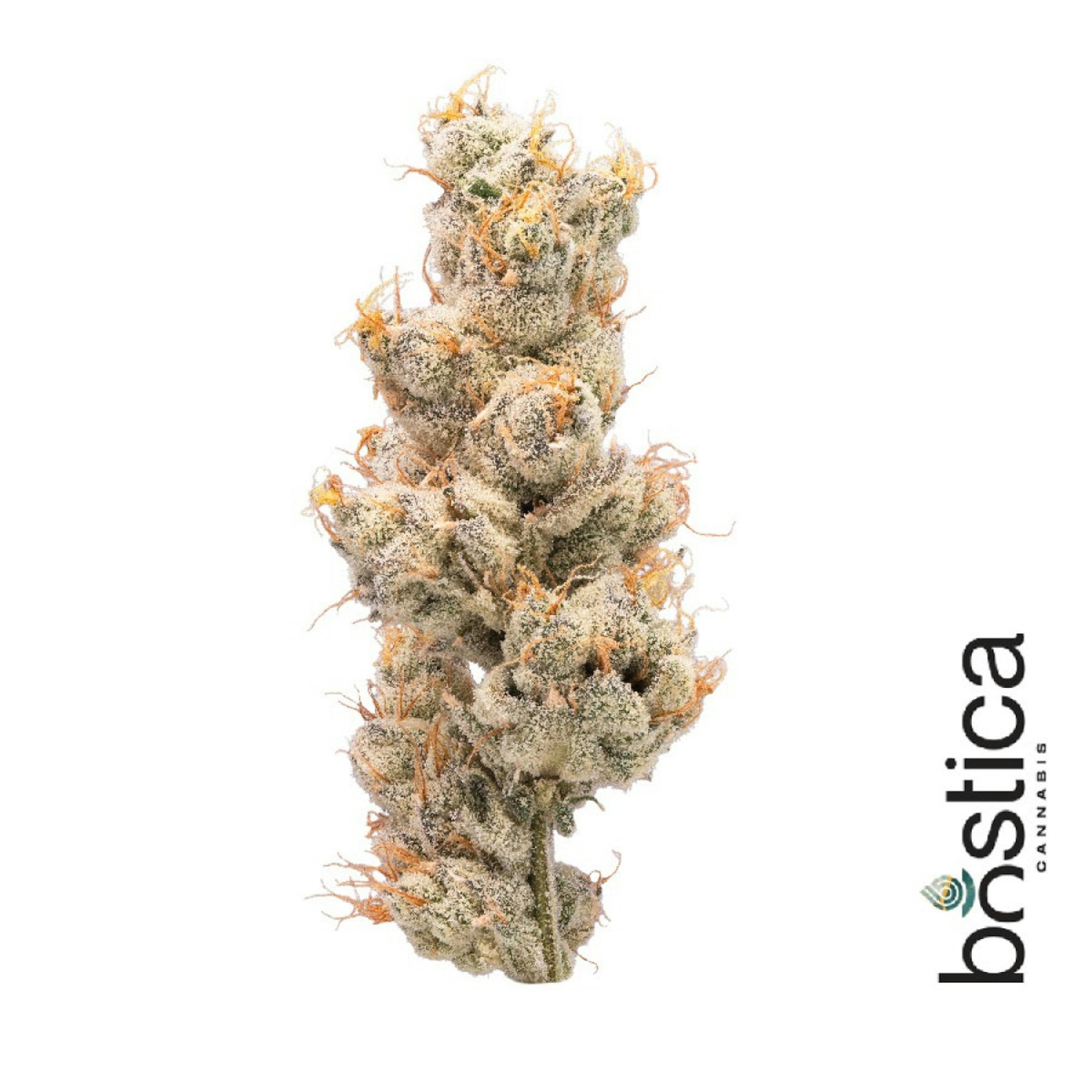 Strawpical Guava (H) | Bostica | 3.5g Flower