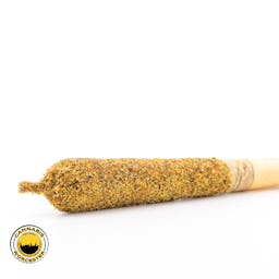 Tropical Trainwreck () | Pioneer Valley | 1.0g Infused Pre Rolls - 100mg image (5/5)